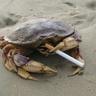 Crab
