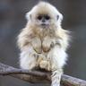 WhiteMonkey