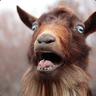 oh my goat