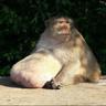 Chunky Monkey