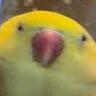 pipopiss