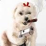 Mrs. Poodle