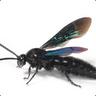 Wasp