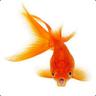 Goldfish