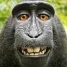 CrackMonky