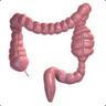 Colon