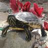 BIG TORTUGO