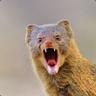 monGOOSE