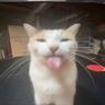 silly cat