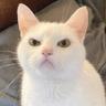 smol gato