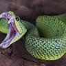 ✪fatsnake12