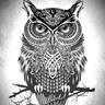 Slowly Owly