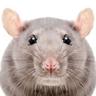 Rattricia ¦GER.