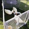 GOOSEY
