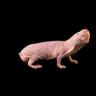 naked mole rat