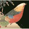 CardinalPheasant