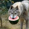 БАЛДЁЖ Wolfe