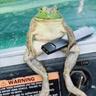 ChadKermit