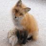 foxsocks