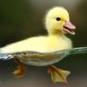 Duck Daddy Jr