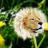 Dan Da Lion