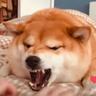 ⸎ Shiba do Mal ⸎
