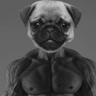 Pug