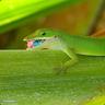 Anole Boyhole