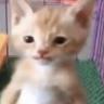 stinkykitten