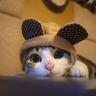 Kits