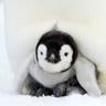S1tzenderP1nguin