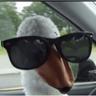 Mr.Goose