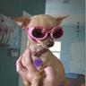 ็Gisele Pinscher