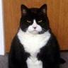 chonk