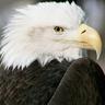 Smiling Eagle