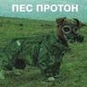 Пес протон