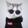 High-Key Cat