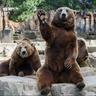 Papa Bear