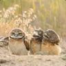 superbOWLs