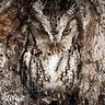 mad owl