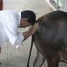 Cow Worshiper