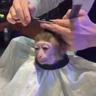 monkey