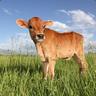 little cow
