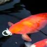 Baby fish