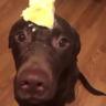 BUTTA DOG