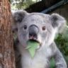An_Aroused_Koala