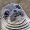 Sea lions give you love