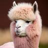 alpaca