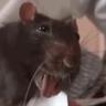 Freakster Rat