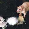 Crackmouse